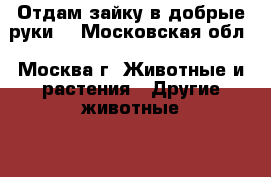 Отдам зайку в добрые руки  - Московская обл., Москва г. Животные и растения » Другие животные   . Московская обл.,Москва г.